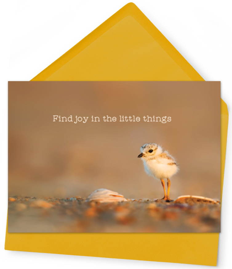 Enjoy the Little Things